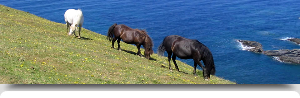 Ponies grazing by the sea