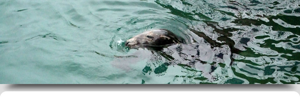 Seal at Newquay